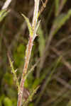 Le Conte's thistle